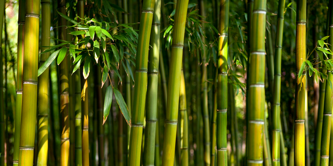8 Amazing Bamboo Facts