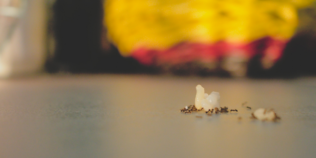 6 Habits That Are Secretly Inviting Ants into Your Kitchen—and How to Fix Them