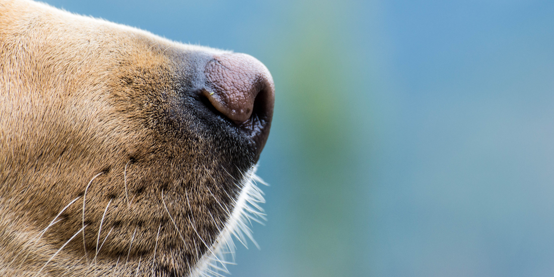 How to Get Rid of Dog Smell from Everywhere in Your House