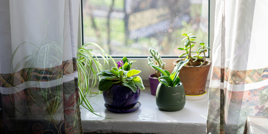Benefits of Indoor Plants